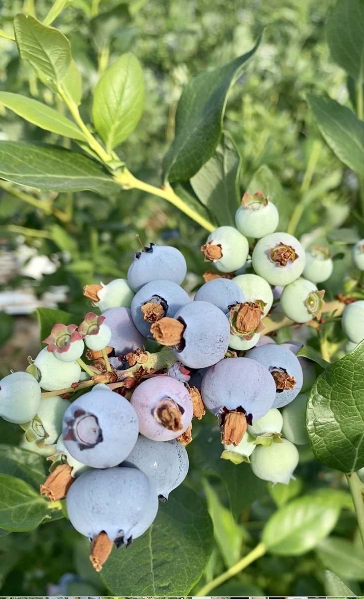 Голубика Denise Blue