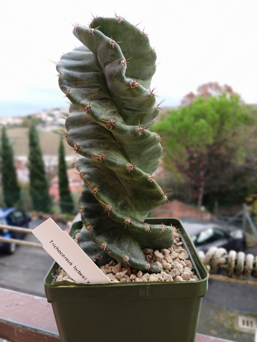 Цереус Форбеси Спиралис (Cereus Forbesii Spiralis) - кустарниковый или древовидный вид, который считается гибридом Cereus forbesii Это обычно кактус без ствола, который образует многочисленные высокие, восходящие, столбчатые стебли, которые ветвятся у основания в канделяброподобном расположении. Стебли имеют восковидный налет на поверхности и достигают высоты до 4 м, но могут вырасти и более 5 м, до 12 см в диаметре. У них от пяти до девяти широко расставленных ребер. Первоначальный клон характеризовался сильными серыми стеблями, покрытыми плотным слоем налета и короткими шипами (также известными как "короткошипный клон"), но в настоящее время почти все растения на рынке являются семенами, выращенными в результате перекрестного опыления с (предположительно) Cereus peruvianus или Cereus stenogonus, они обычно более темного сине-зеленого цвета, обычно с более длинными шипами, и остается значительная путаница вокруг истинной идентичности этих растений.