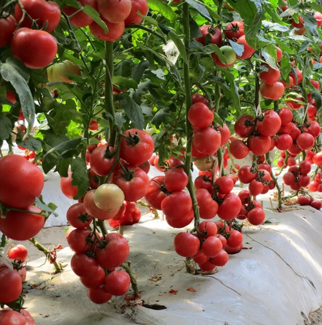Фото гибридного томата F1
