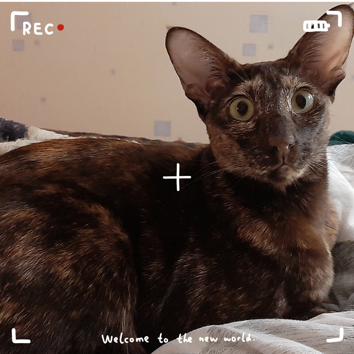 Откуда мне знать, кто это сделал? 