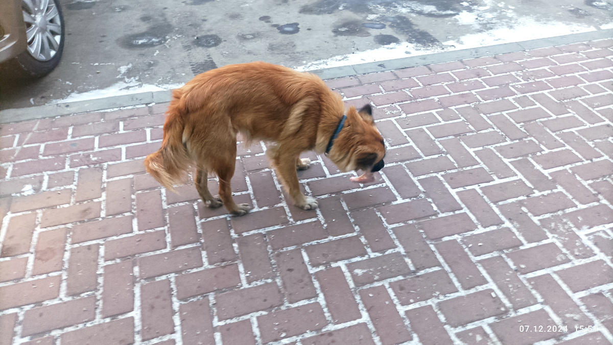 Марфа. Кушает мясо. 