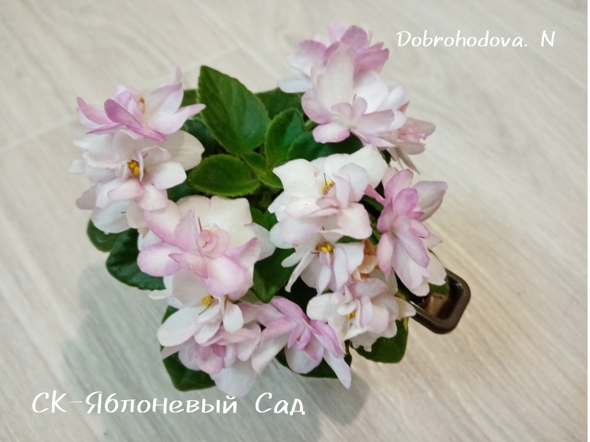 колекция автора статьи. 