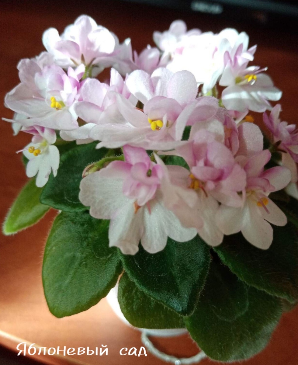 коллекция автора статьи.