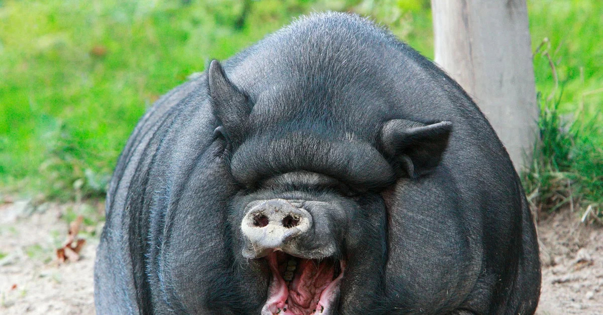 Вьетнамская вислобрюхая свинья