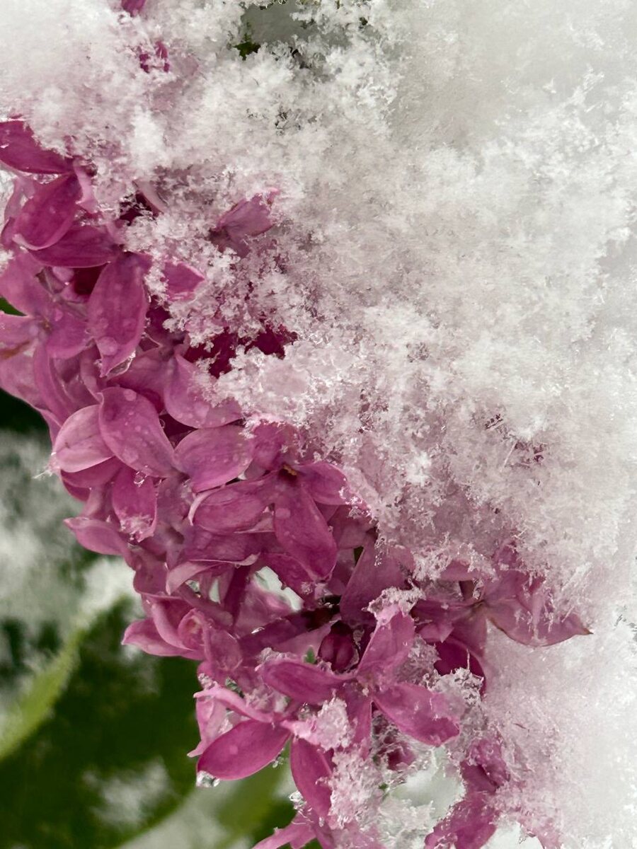 фото с тг Е Иолтуховской