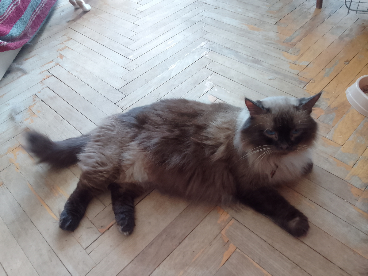 Вот так может выглядеть в старости кот, рожденный в Ленинграде с 1943 года. 