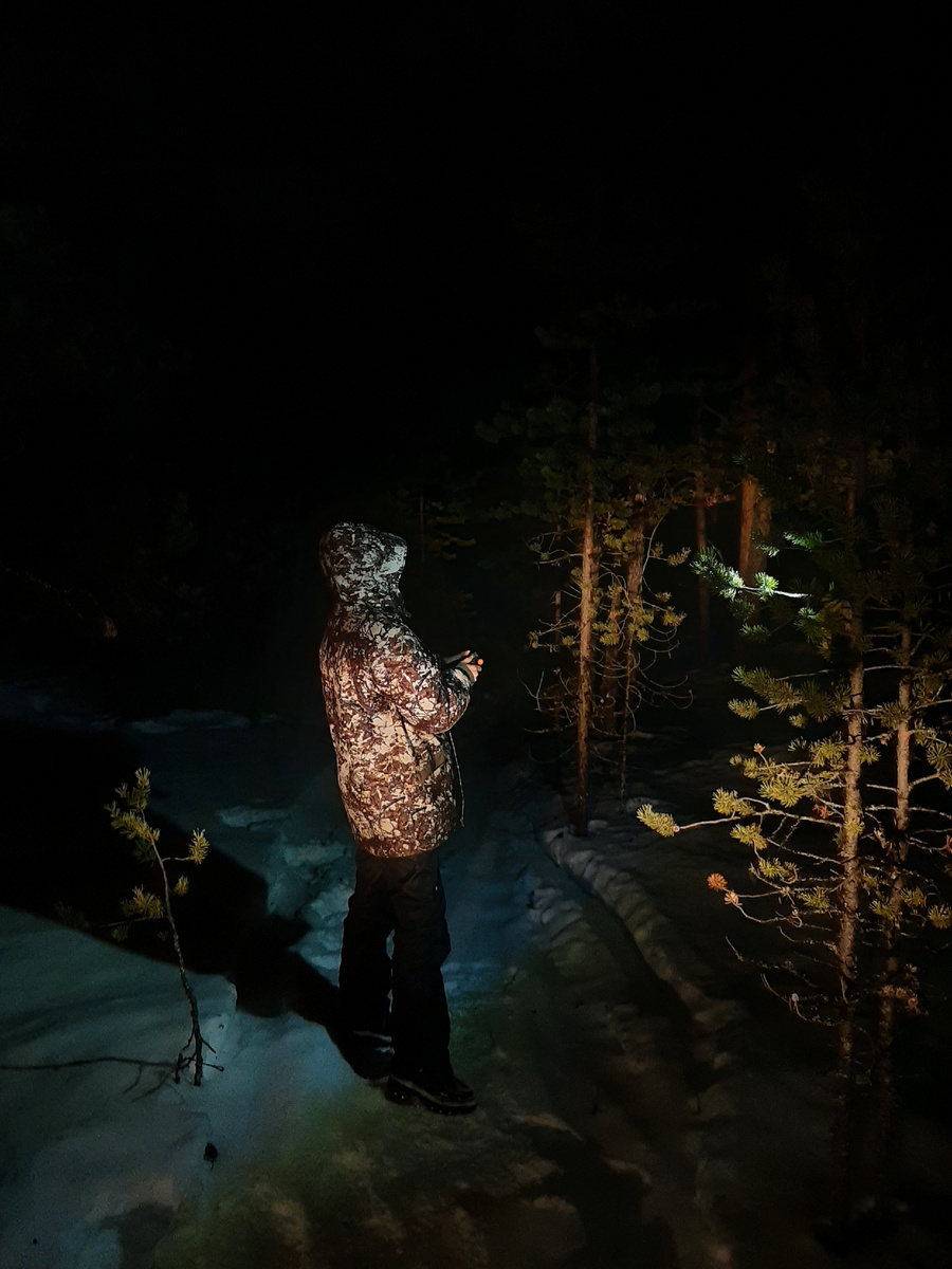 Ночной сказочный лес