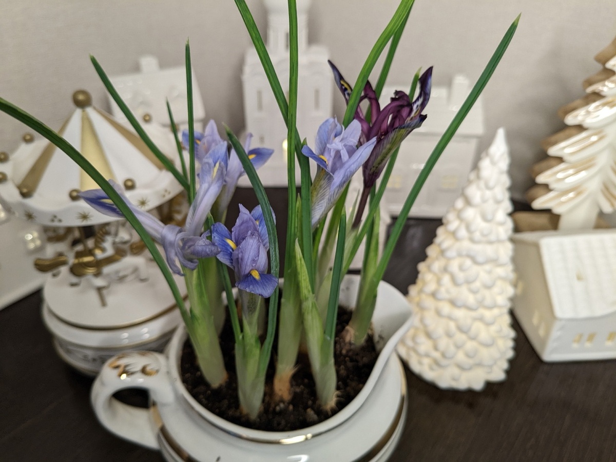 Ирисы сетчатые на выгонке