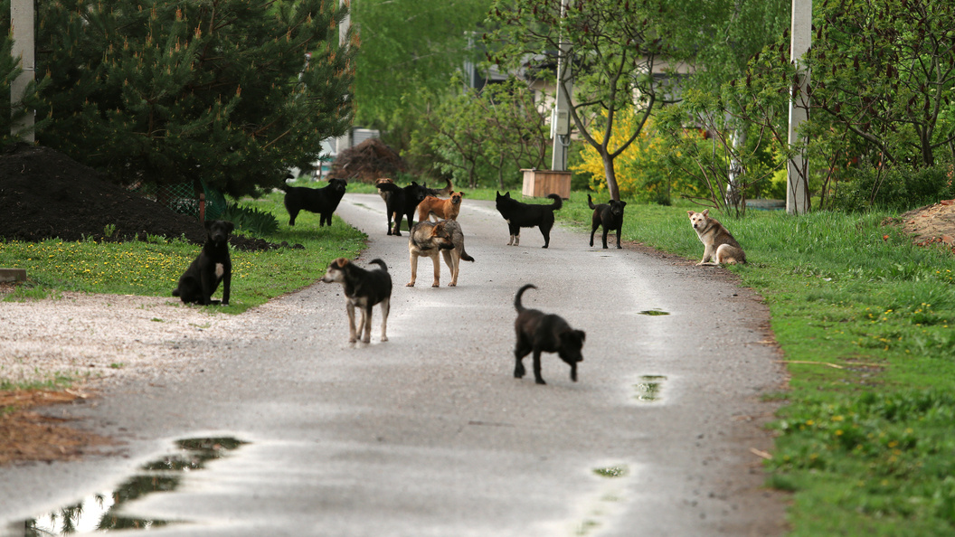    Nikolay Gyngazov/Global Look Press