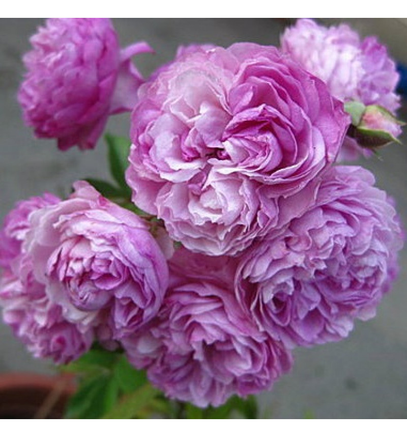 Виниард Сонг