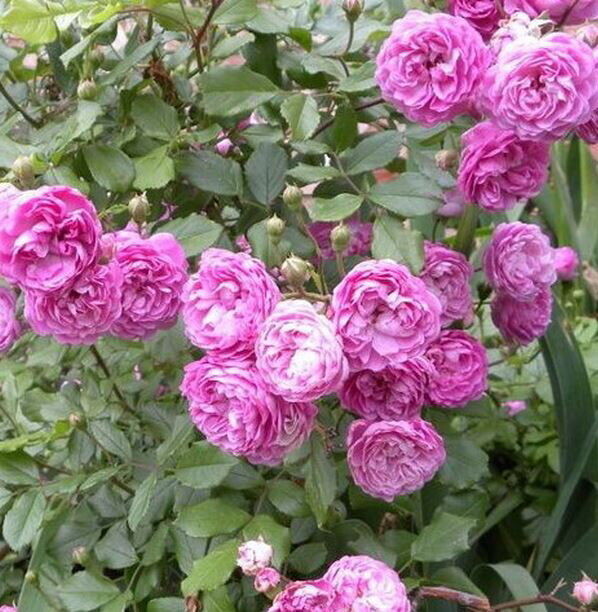 Виниард Сонг