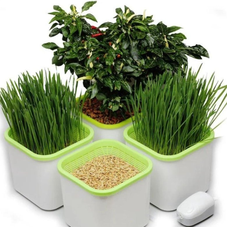 Посуда для выращивания зелени