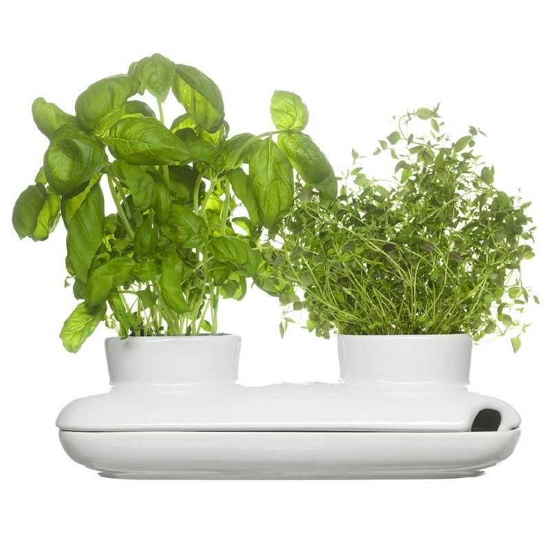 Посуда для выращивания зелени