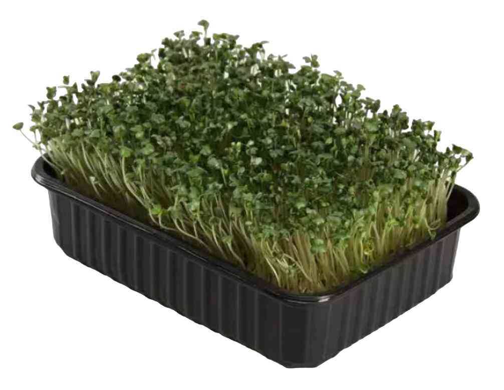 Посуда для выращивания зелени