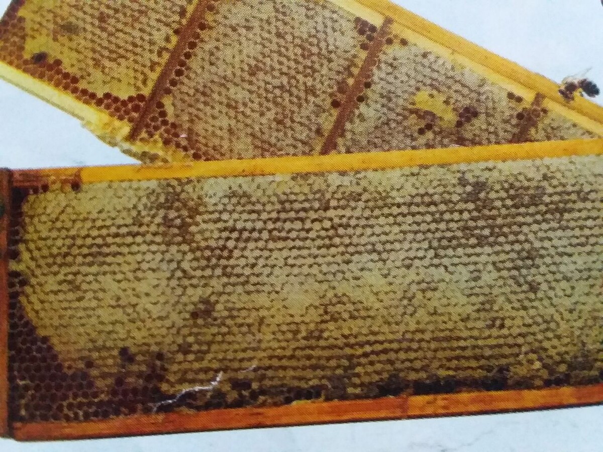 10 фактов о меде:
