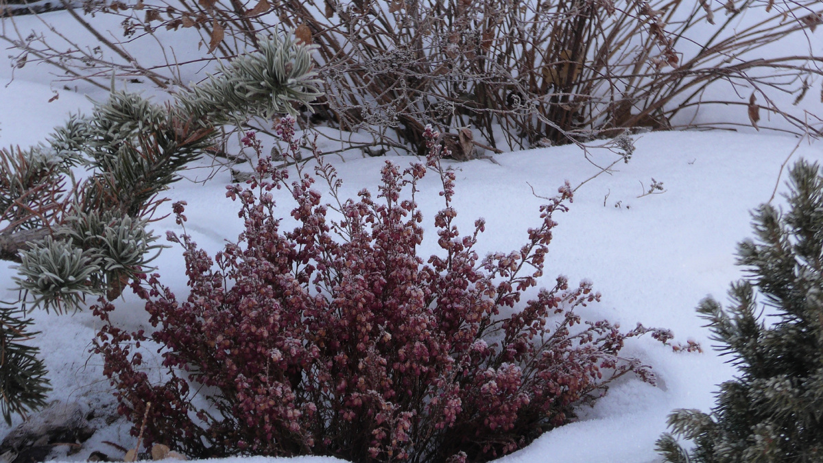 Обычно в декабре все эти растения уже засыпаны снегом. Фото из личного архива автора канала "Дом с кипарисами"
