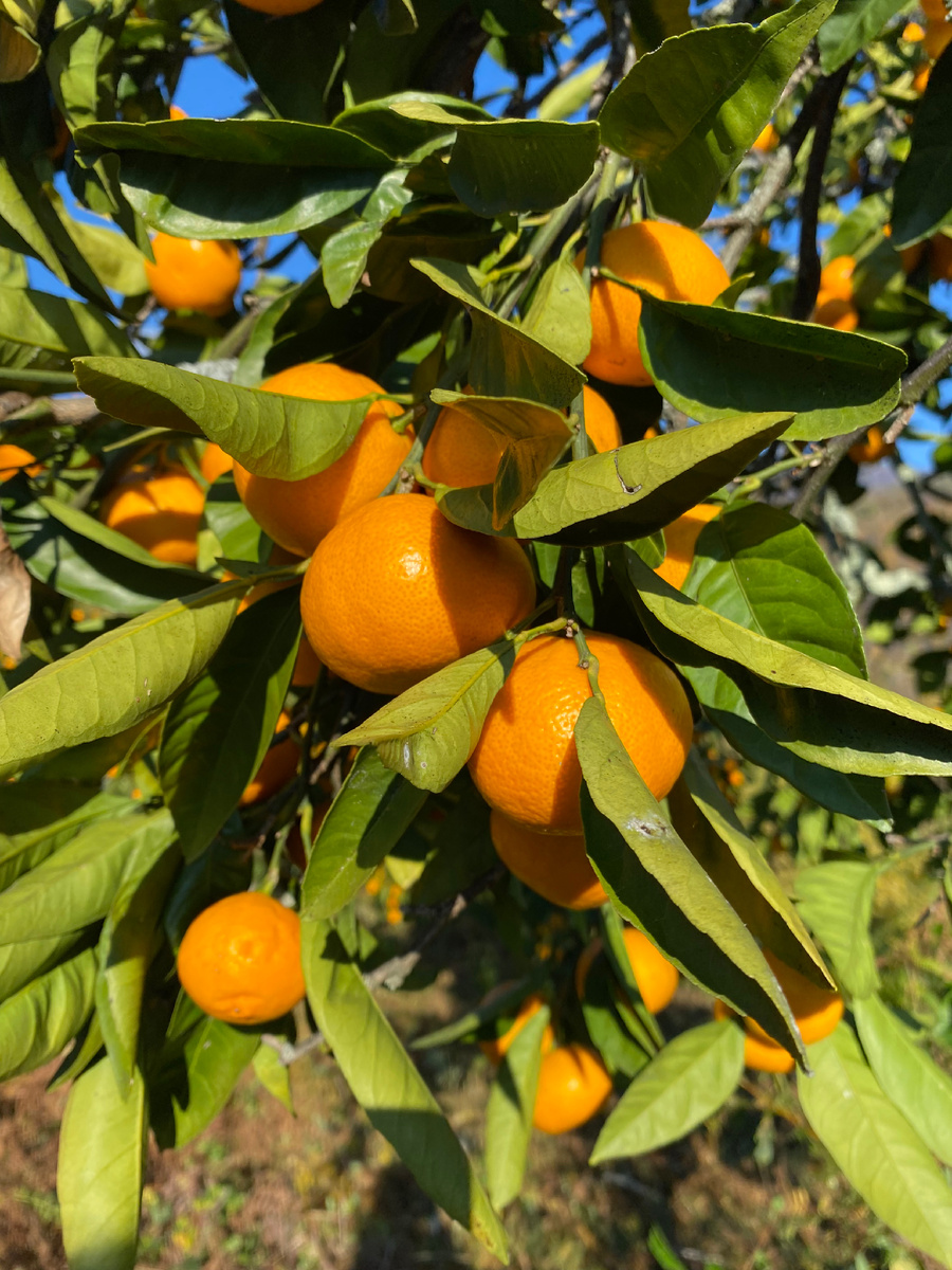 Мандарины , очень сладкие