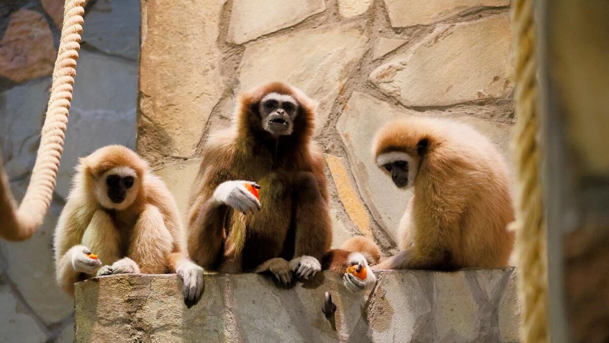    Фото: t.me/lenzoopark