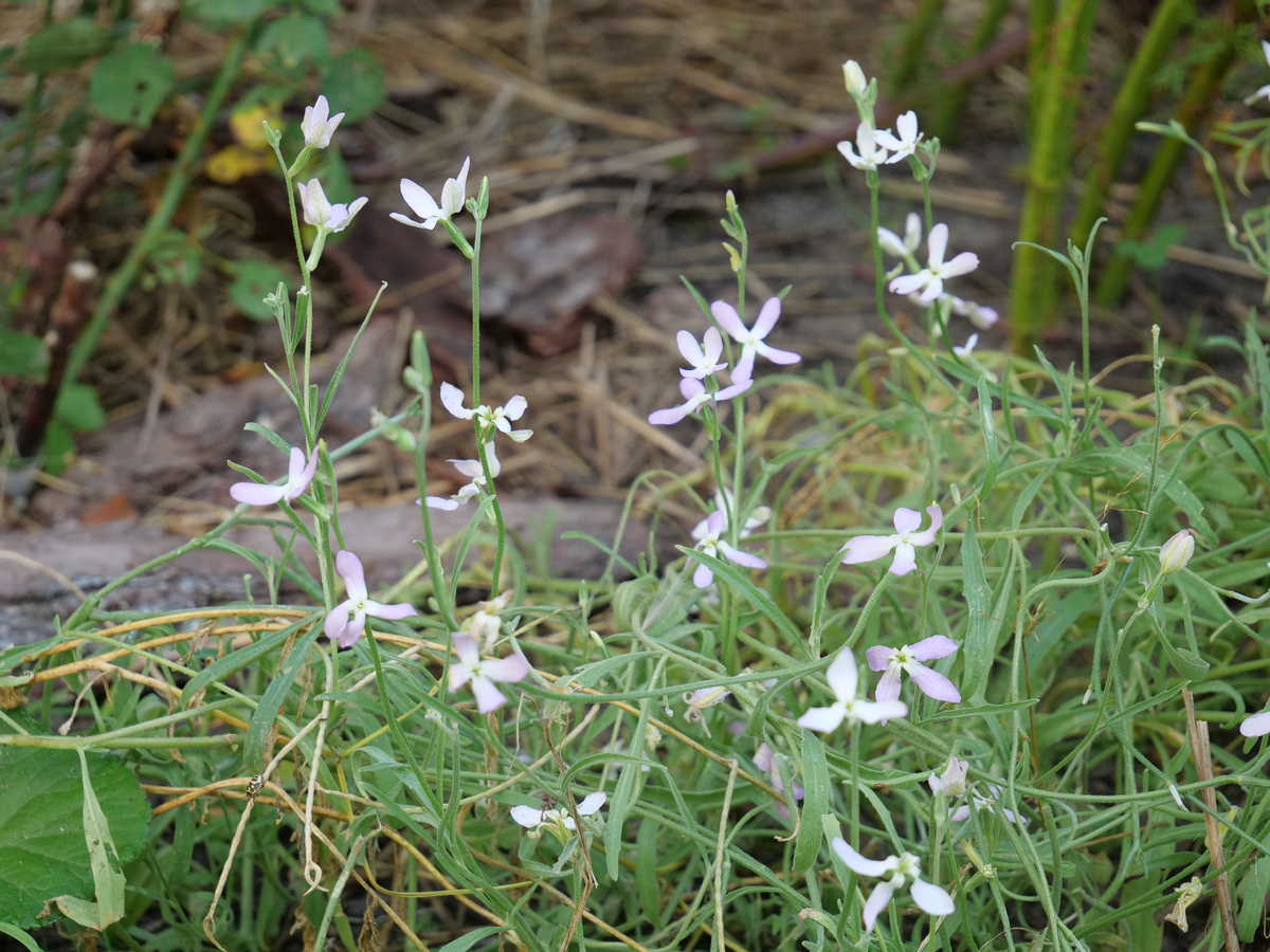 Маттиола, нежная и почти невидимая чепуха, очень мне нужна