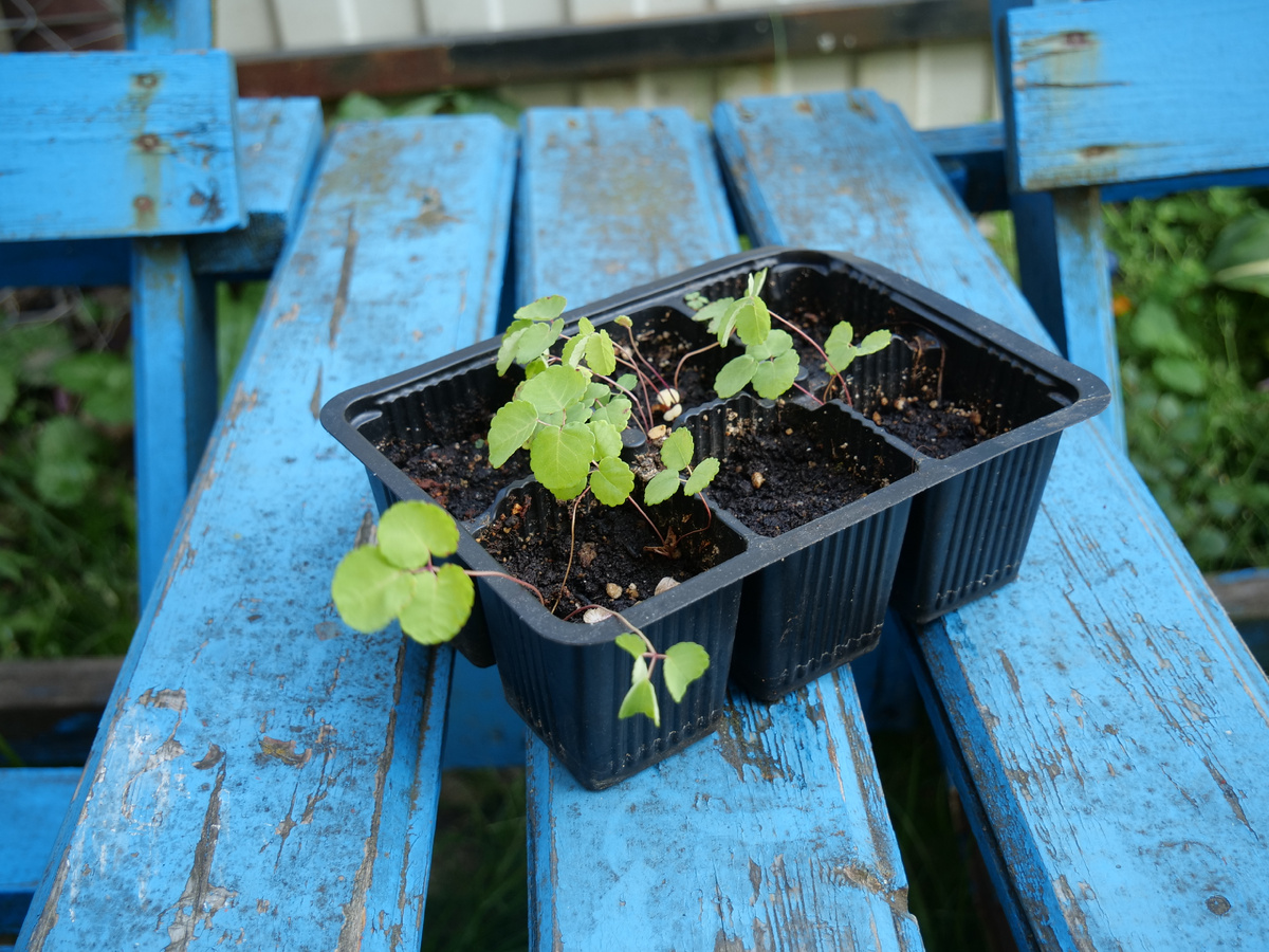 Мурзики мои кровохлебистые