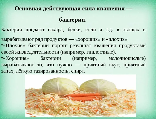 Закваска капусты сколько дней