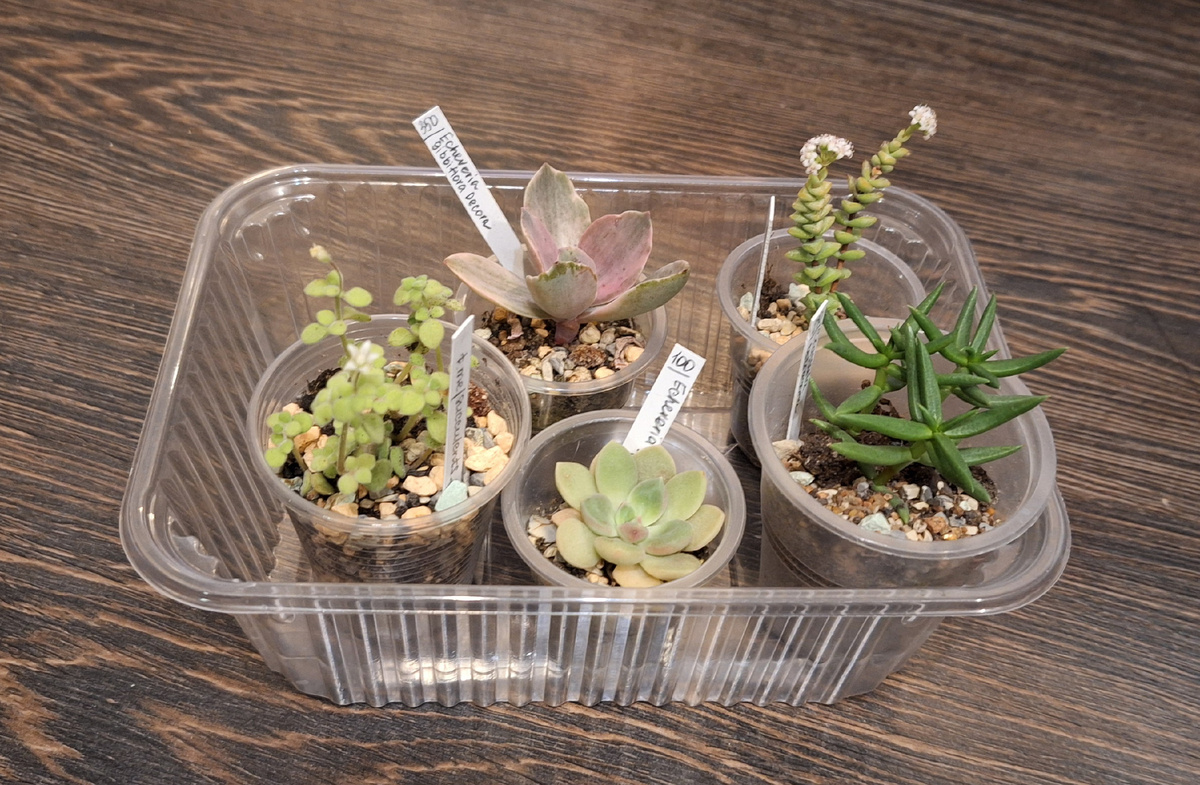 Суккуленты с FloraFest