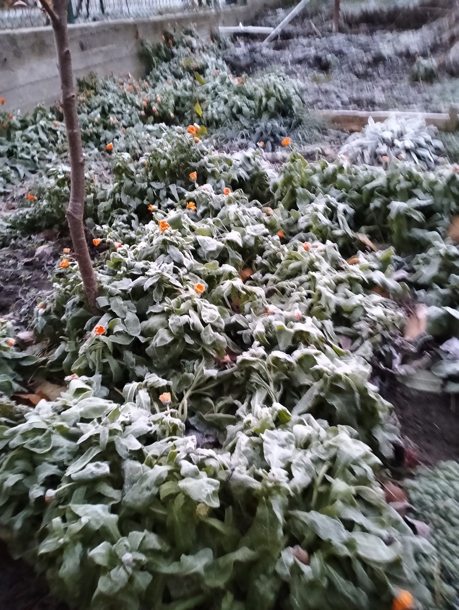 Первый заморозок на почве. Фото автора