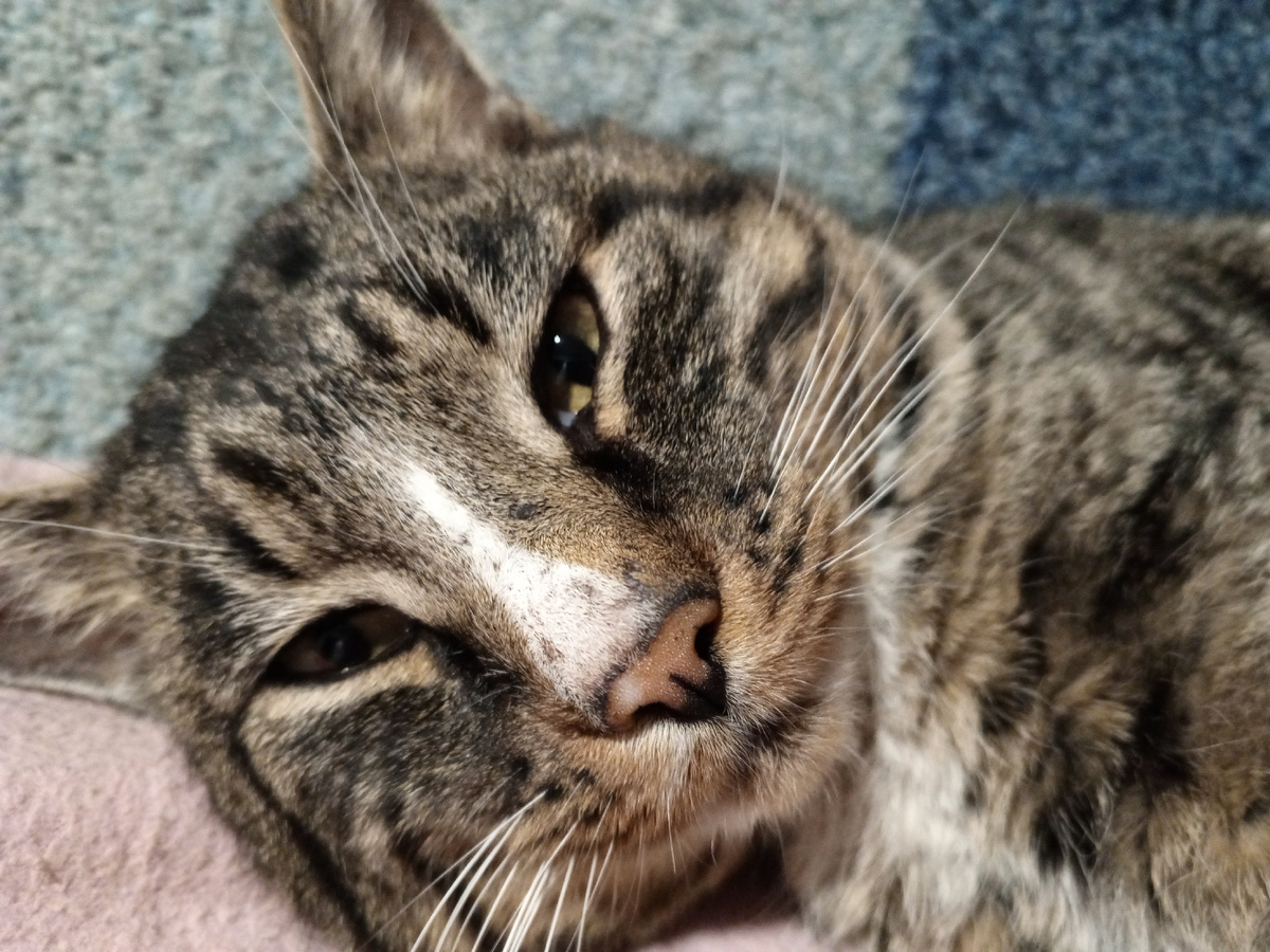 Наш приЁмыш Марс