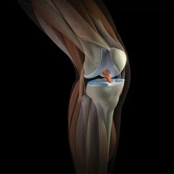 Коленный сустав человека