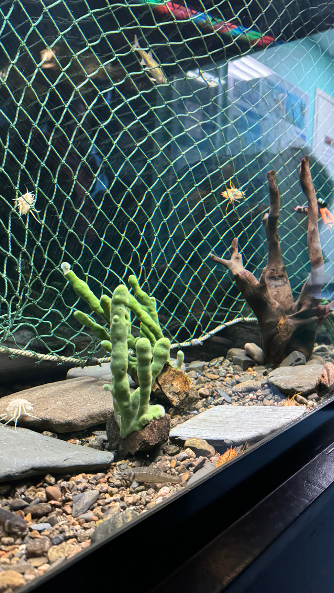 Байкальская губка - эндемик Байкала