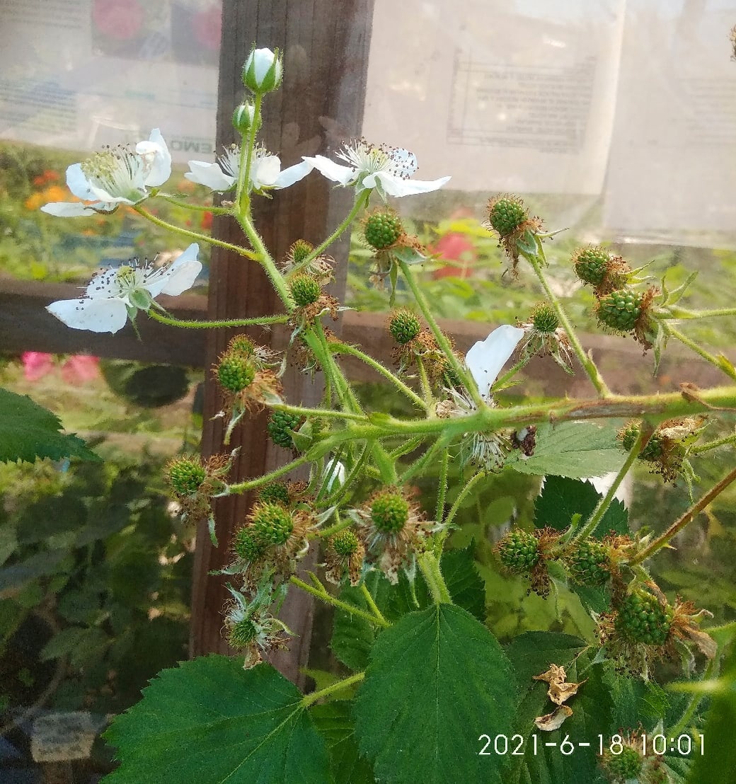 Фото Светланы Осиповой.