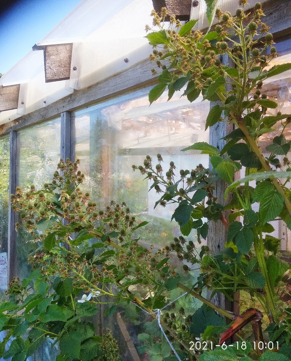 Фото Светланы Осиповой.