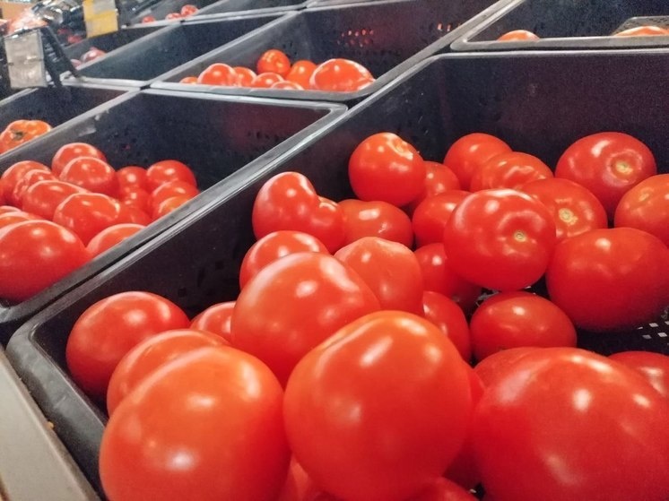     В исследовании принимал участие доброволец с гипертонией. Фото: «МК в Великом Новгороде»