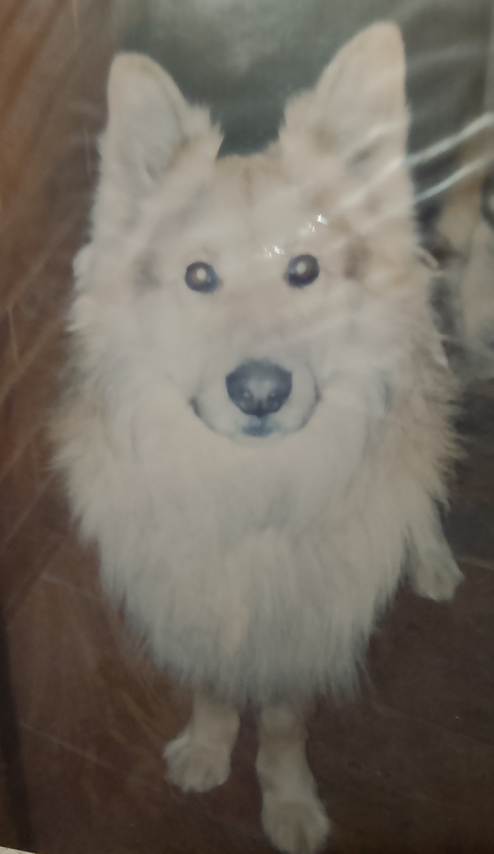 Дозор очень любил плавать 😊