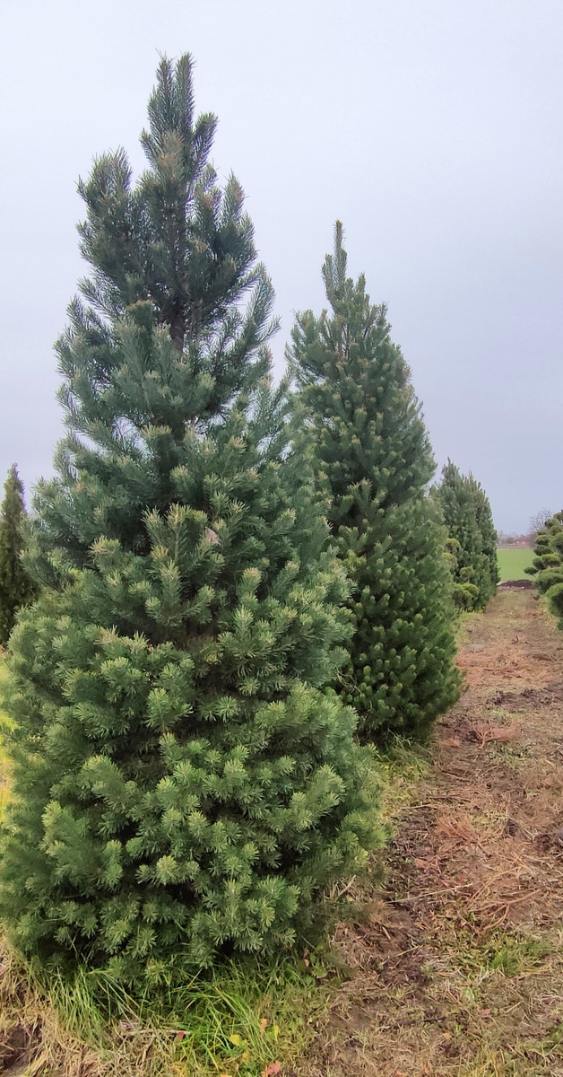 Сосна обыкновенная Аргента Компакта (стрижка конус)