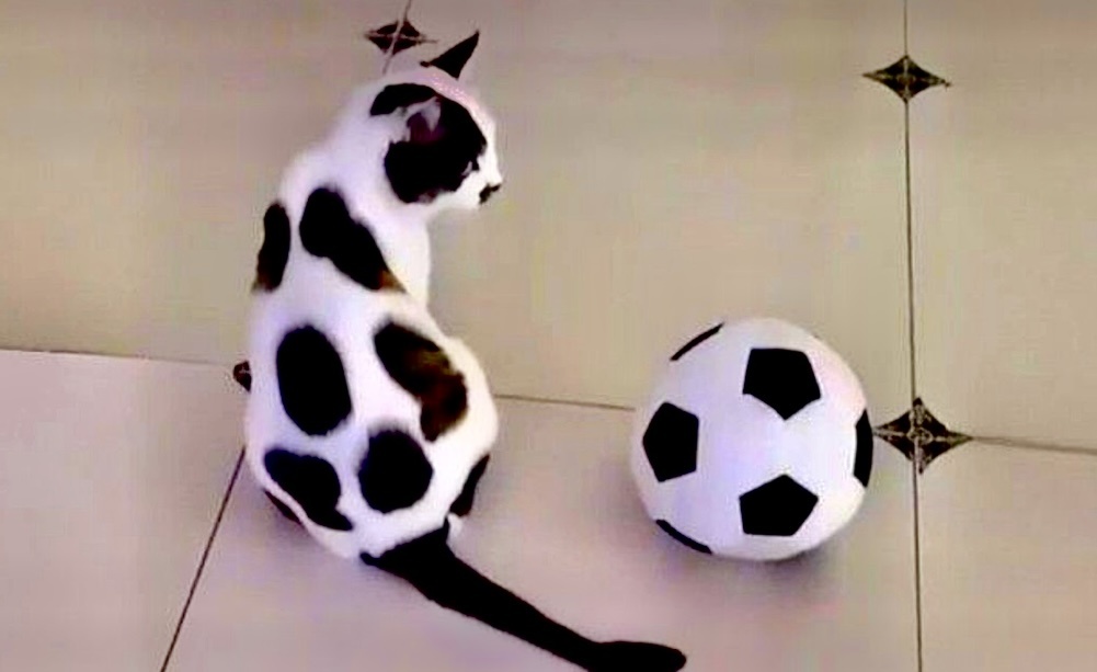 Главное не перепутать теперь, где мяч, а где кот 