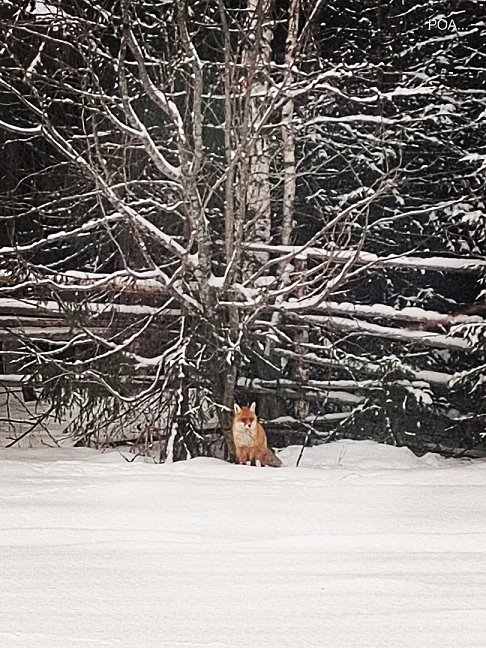 Вот он, рыжий, честный, голодный