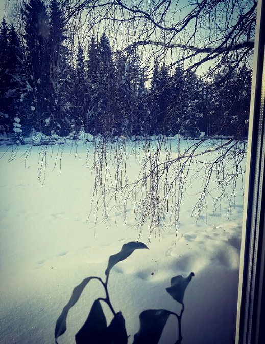 Ровная цепочка лисьих следов под окнами Леси