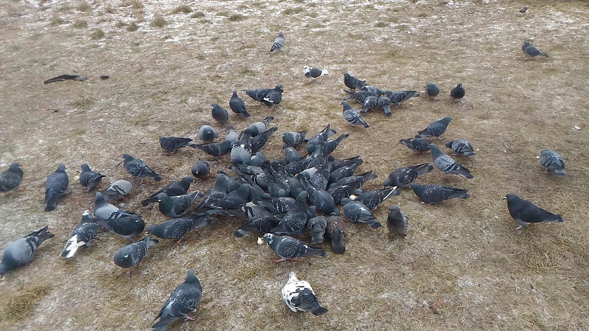 Фото обеда стаи серых летающих паразитов общества.