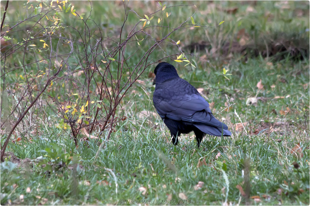 2. Грач в Солнцево © NickFW.ru - 29.10.2019г.