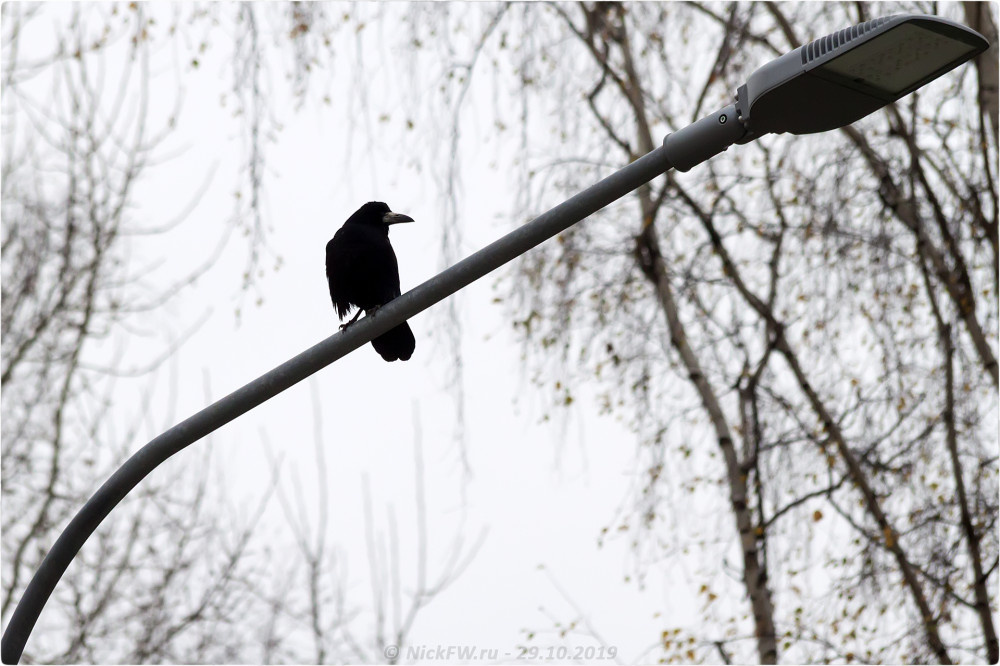 1. Грач в Солнцево © NickFW.ru - 29.10.2019г.
