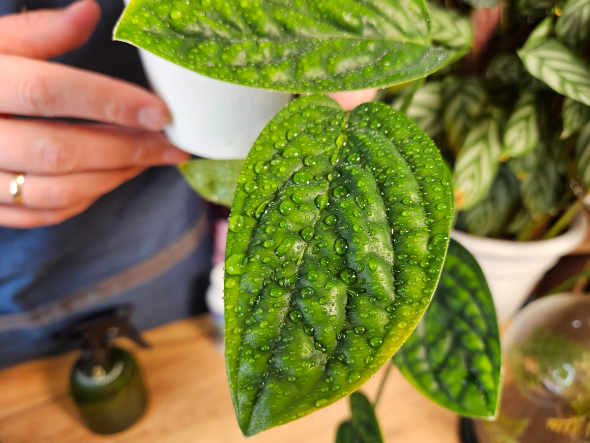 Монстера Перу - находка для любителей декоративно-лиственных растений