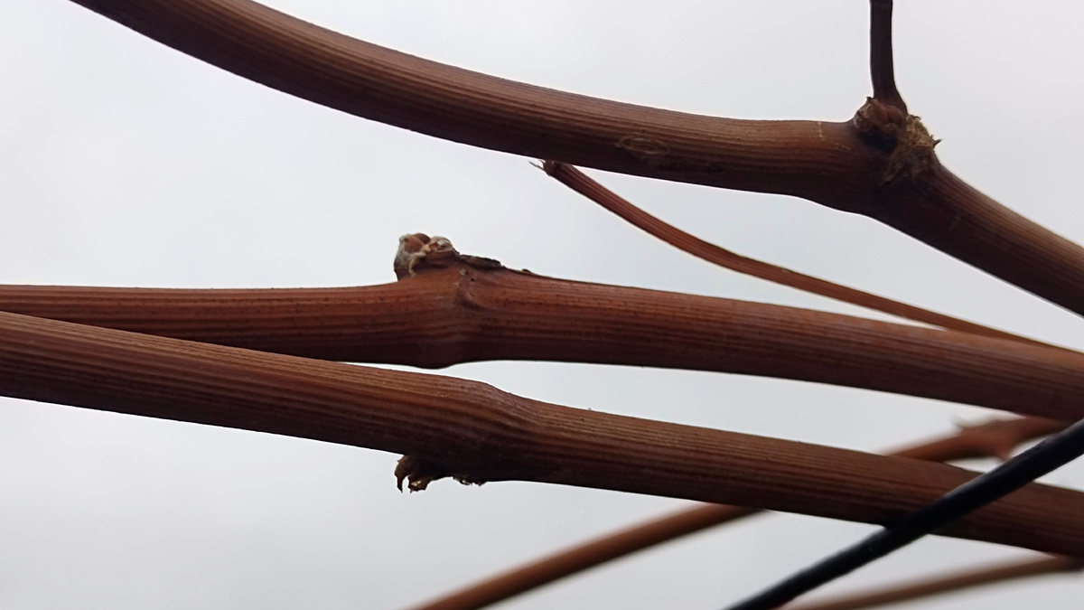 Лозы на перголе 