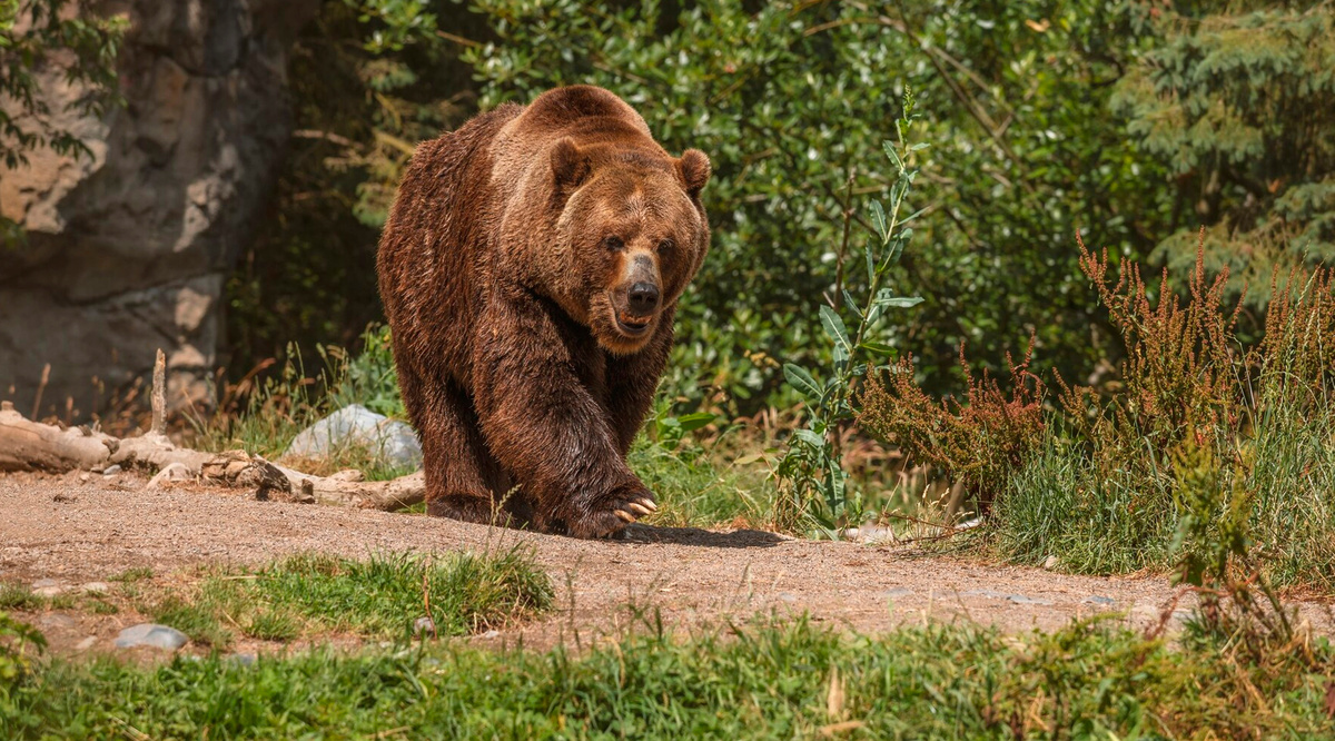 Медведь на прогулке
