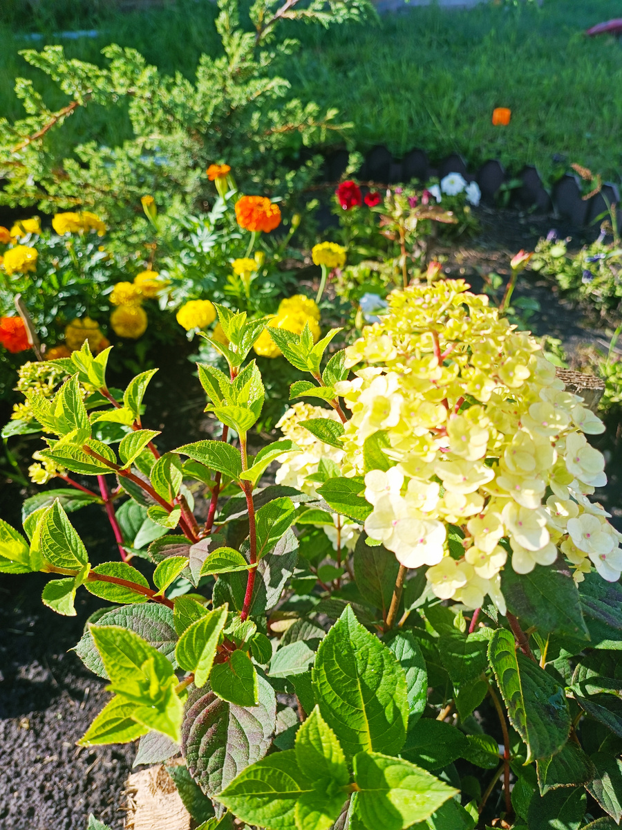 Наш участок