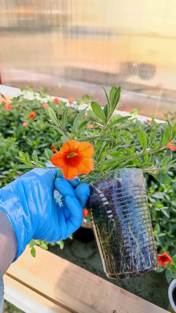 Раньше до санкций семена калибрахоа были свежими и хорошо всходили 