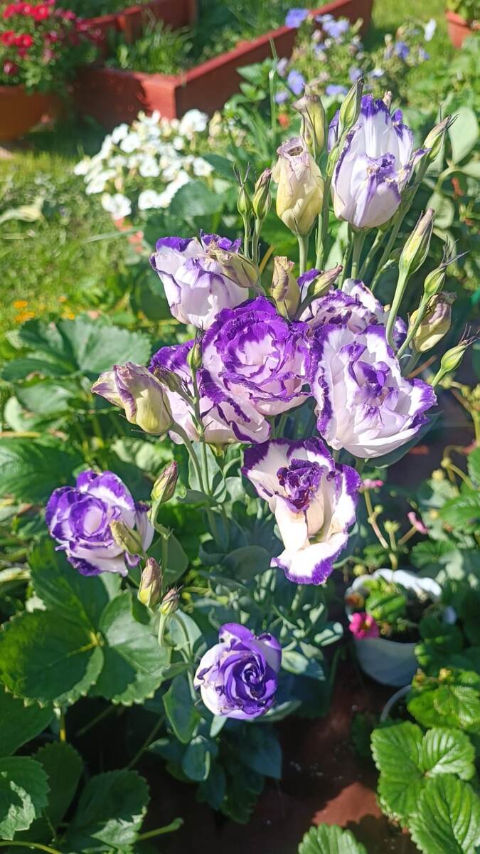 Эустома срезочная - мой самый любимый цветок