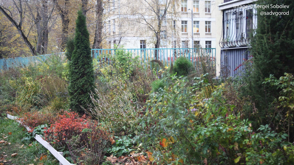 Осенний "Парусник" с вертикалью туи 'Smaragd'.