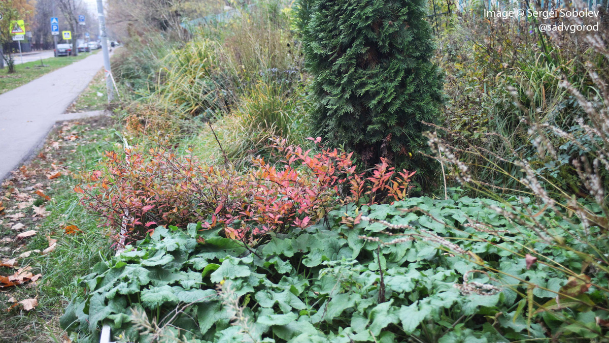 Самосев Лунника летнего в "Паруснике".