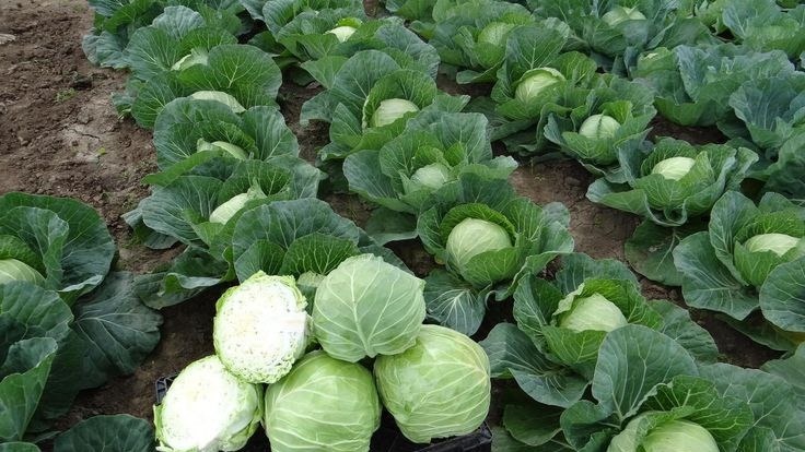 Фото с pinterest.com